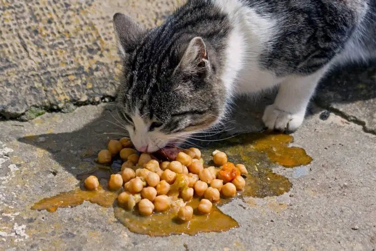 Can Cats Eat Garbanzo Beans