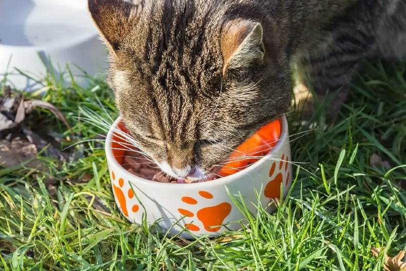 Cat eating wet food on grass