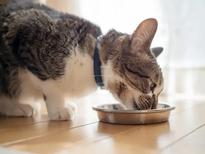 Cat eating wet food