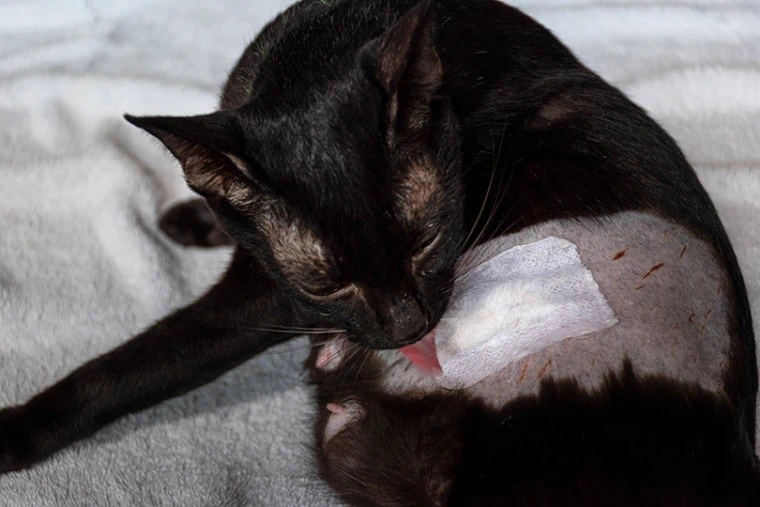 How to Stop Your Cat from Licking Their Wound: Tips and Remedies