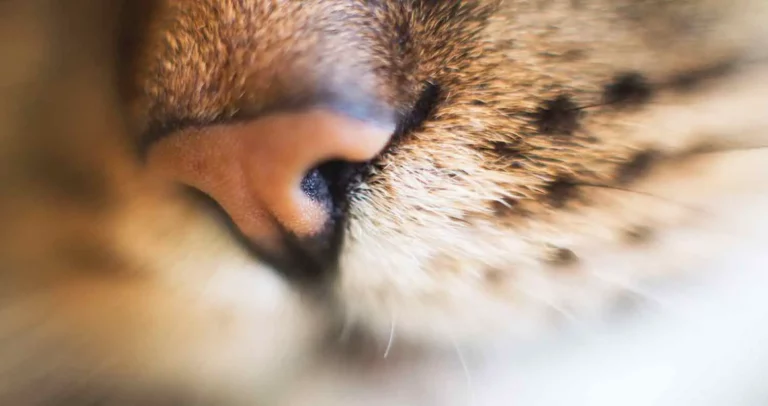 Solving the Mystery: Why Your Cat Has Black Boogers