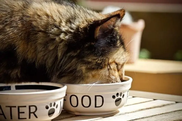 Cat eating wet food in the kitchen