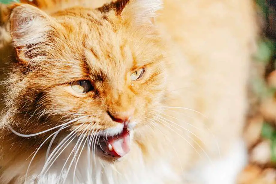 Cat panting with mouth open