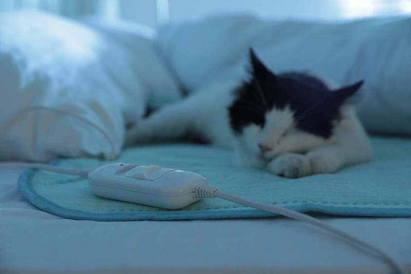 Cat laying on a heat pad