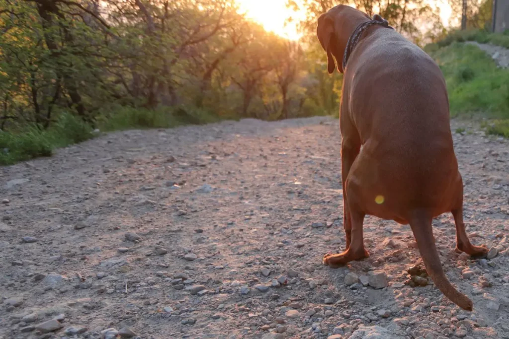 How Long Can Dogs Go Without Pooping