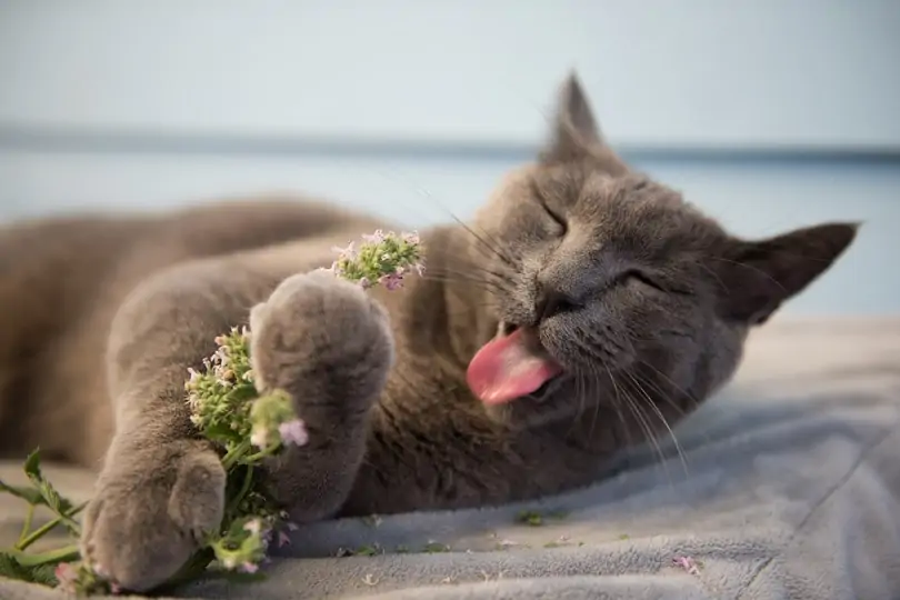 cat on heat enjoying fresh catnip