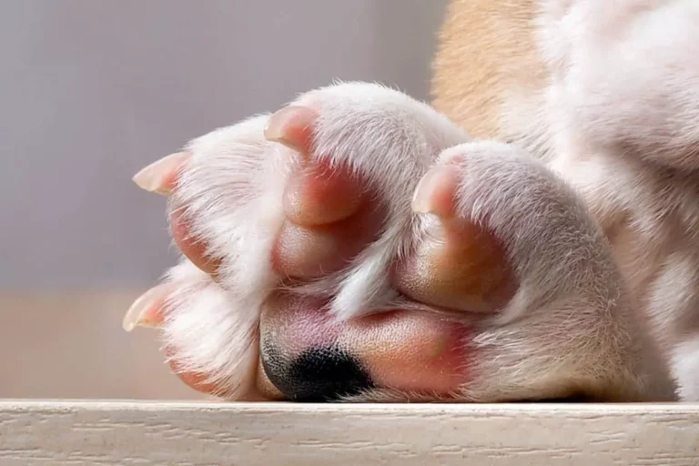 Why Are My Dog’s Paws Pink? Exploring Causes & Care Tips