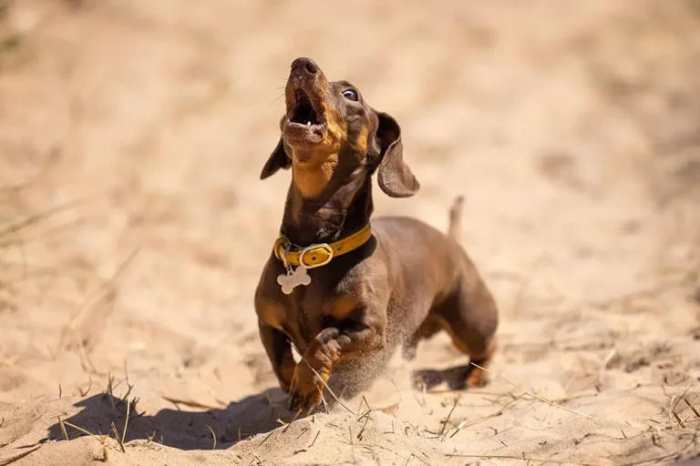 Understanding & Managing Your Dachshund’s Barking Habits