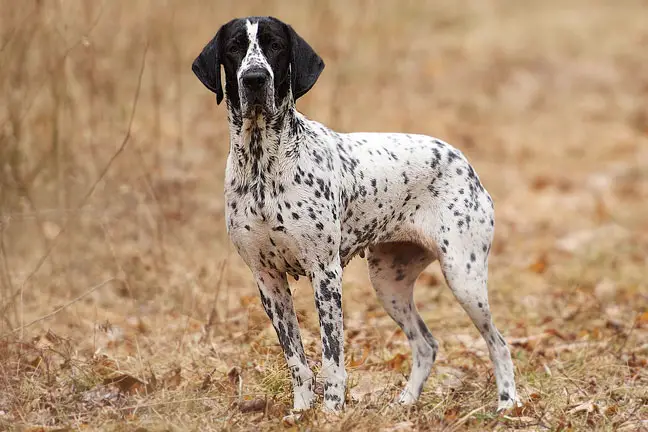 Everything You Need to Know About the Auvergne Pointer Dog Breed