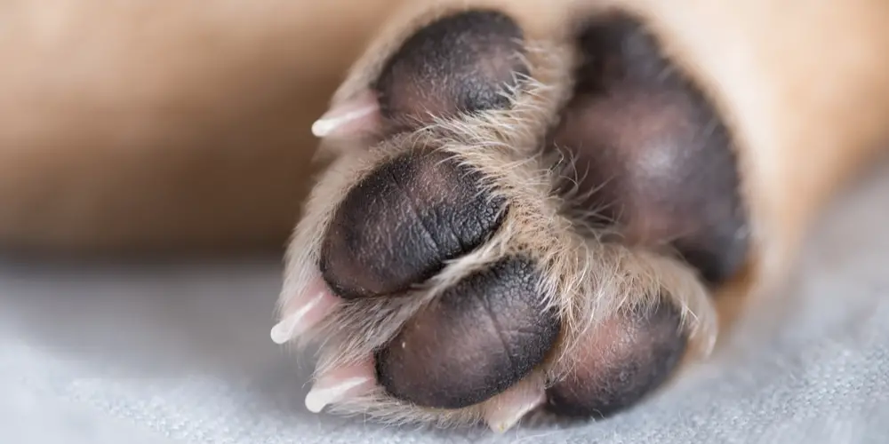 Why Are My Dog's Paws Reddish Brown?