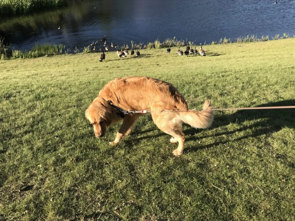 Why Do Dogs Eat Geese Poop