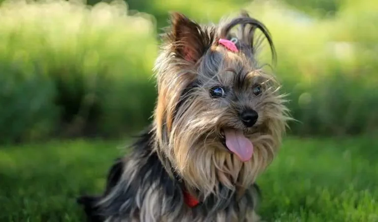 How Long Are Yorkie Dogs Pregnant: Duration, Stages & Care