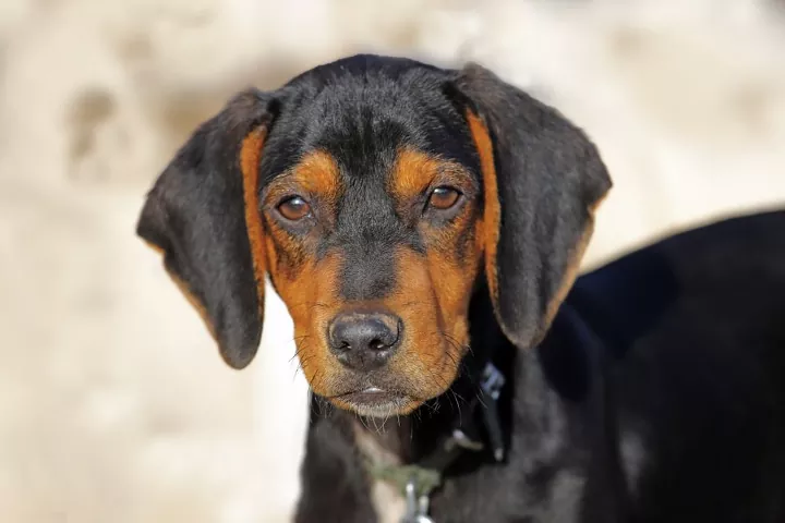 Austrian Black and Tan Hound: Breed Info, Pics & Care Guide