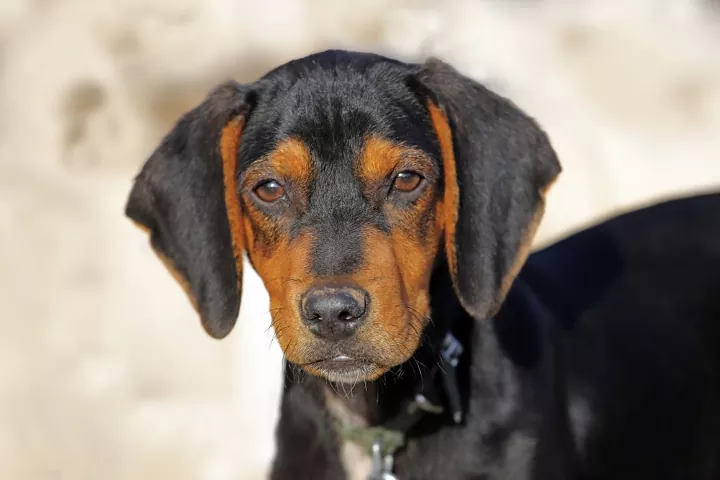 Austrian Black and Tan Hound's face