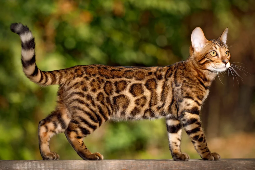 Why Are Bengal Cats Illegal