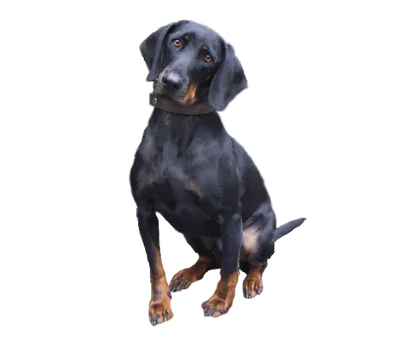 Austrian Black and Tan Hound white background