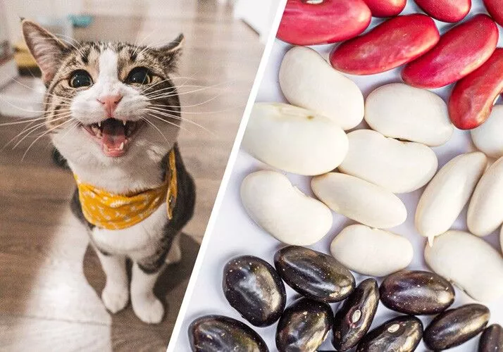 Can Cats Eat Garbanzo Beans? What You Need to Know