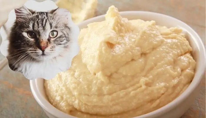 Can Cats Eat Hummus