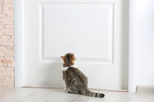 cat staring at a closed door