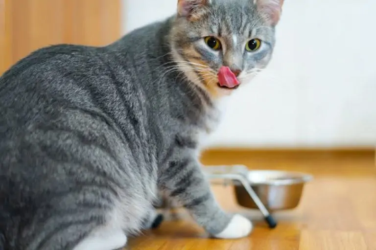 How Much Wet Food to Feed a Cat 