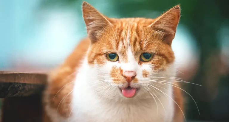 Can a Cat Breathe Through Its Mouth? Understanding Feline Breathing Patterns