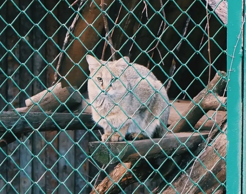 Cat on heat in isolation