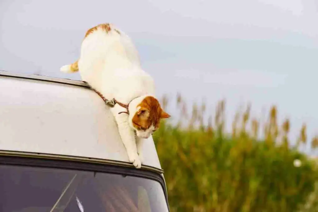 How to Keep Cats from Escaping RV