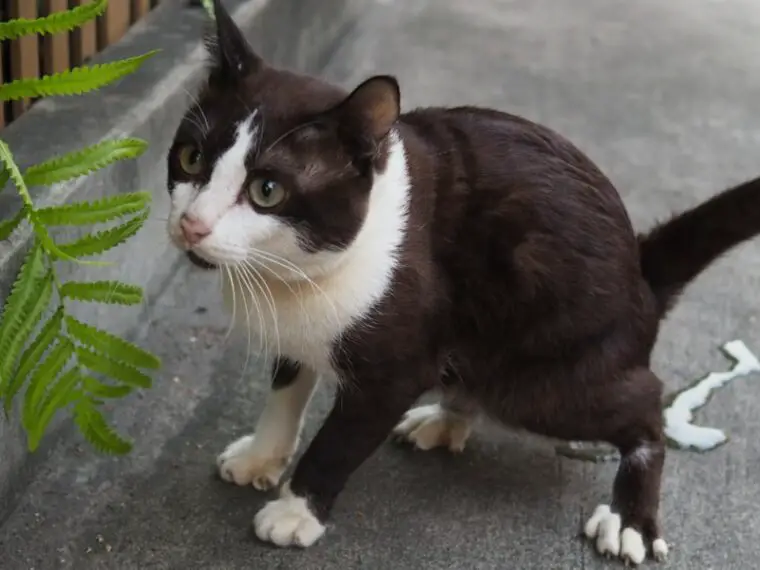 Cat peeing on concrete ground