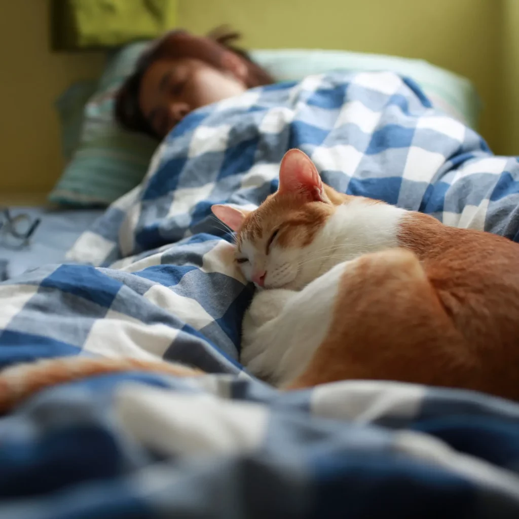 Cat sleeping on bed