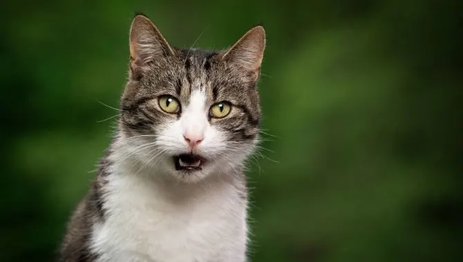 The Mystery of the Squeaking Cat: Why Some Cats Don’t Meow?