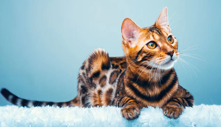 Bengal Cat sitting on a fluffy white blanket