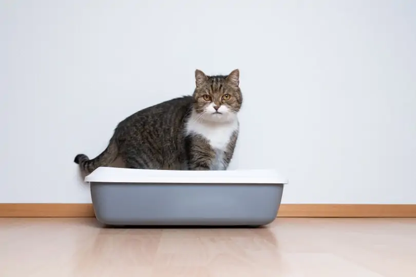 Cat sitting in litter box