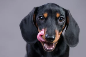 dachshund licking