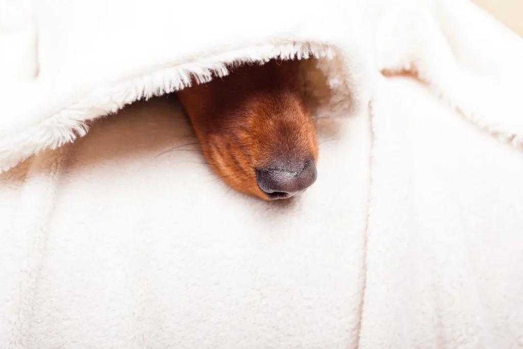 dachshund under blanket