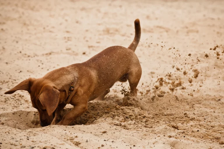 The Science Behind Dachshunds’ Burrowing Instinct