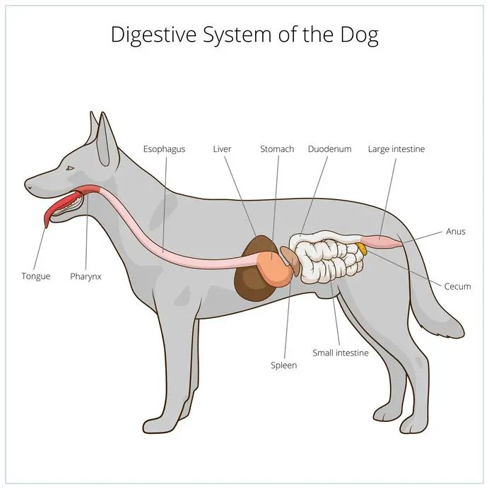 Digestive system of a dog