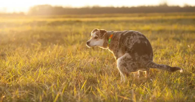 How Long Can Dogs Go Without Pooping: A Comprehensive Guide