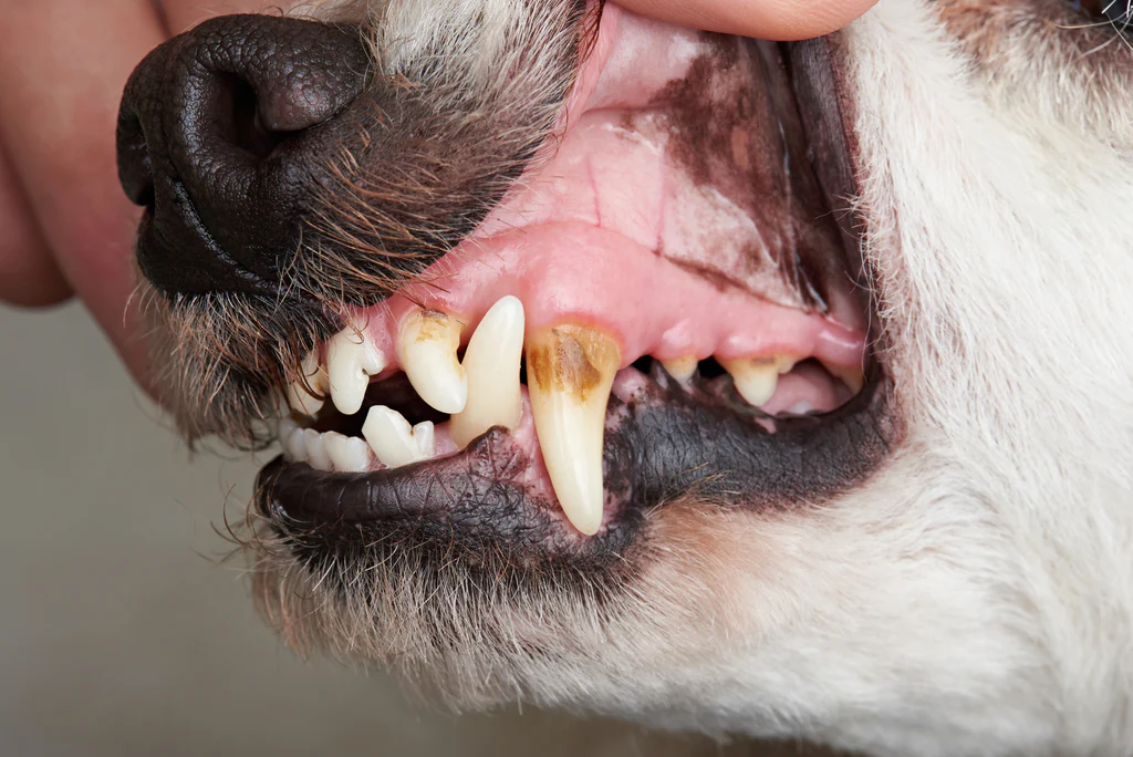 Dog with dental issues