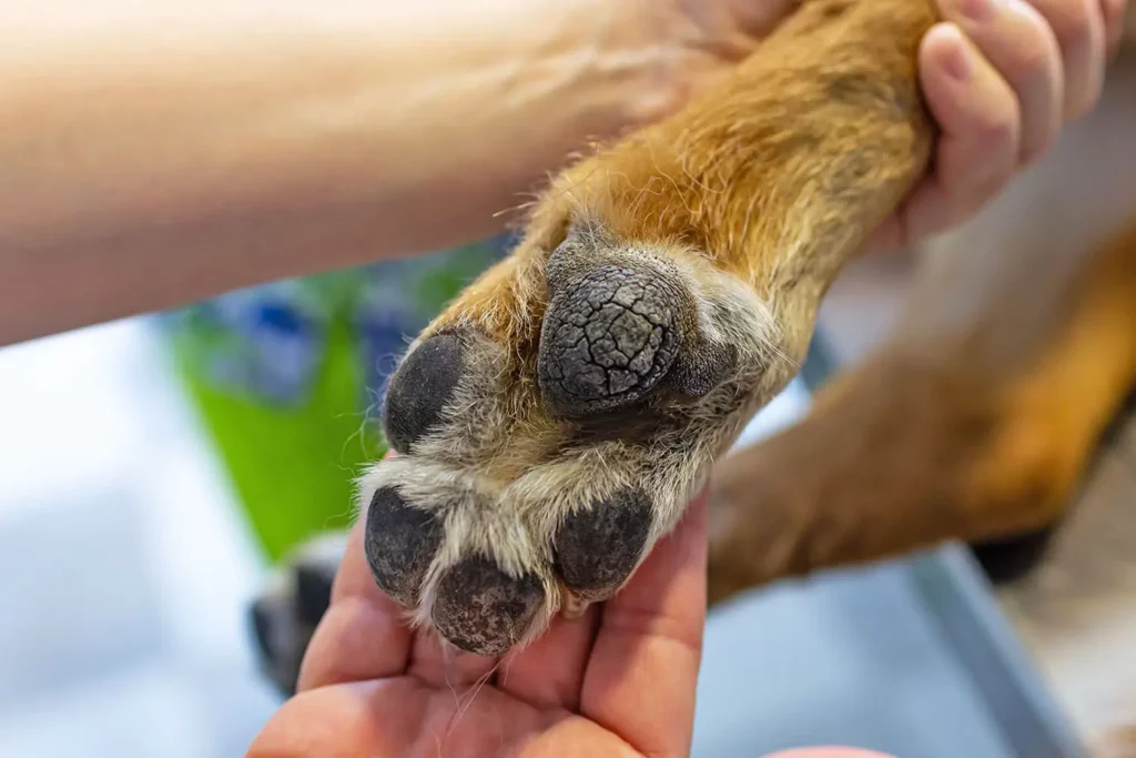 dry cracked reddish brown paw