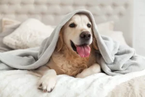 Golden Retriever laying on a bed with a blanket over its head while on heat