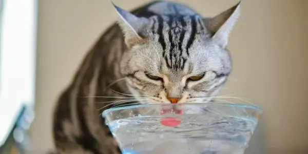 Do Cats Like Ice Water? 