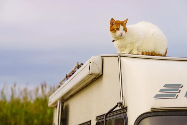 How to Keep Cats from Escaping Your RV?