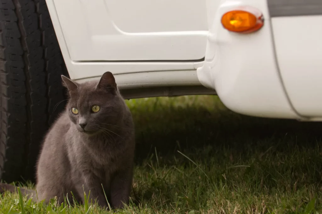 Cat outside RV camper