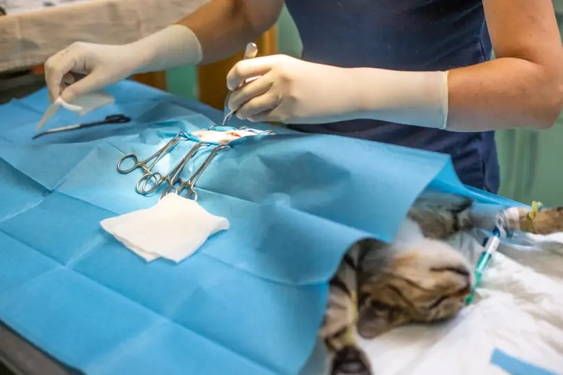 Neutering cat