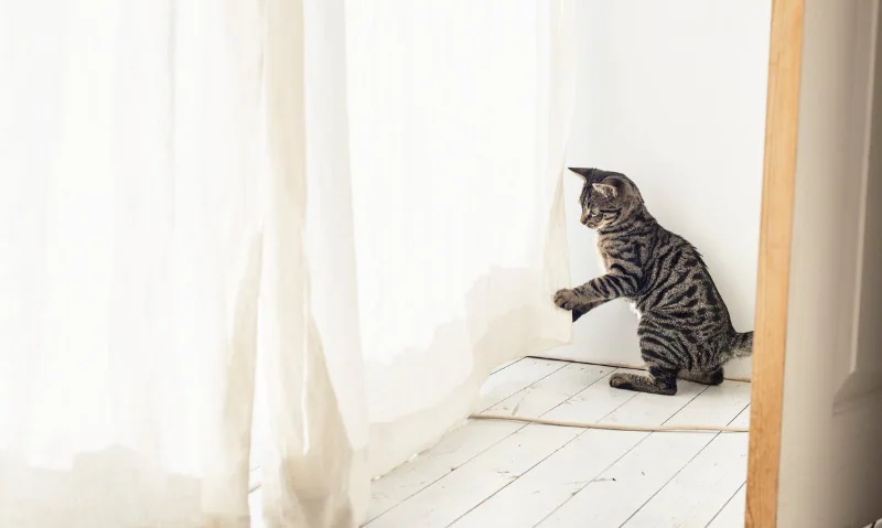 why does my cat lick curtains