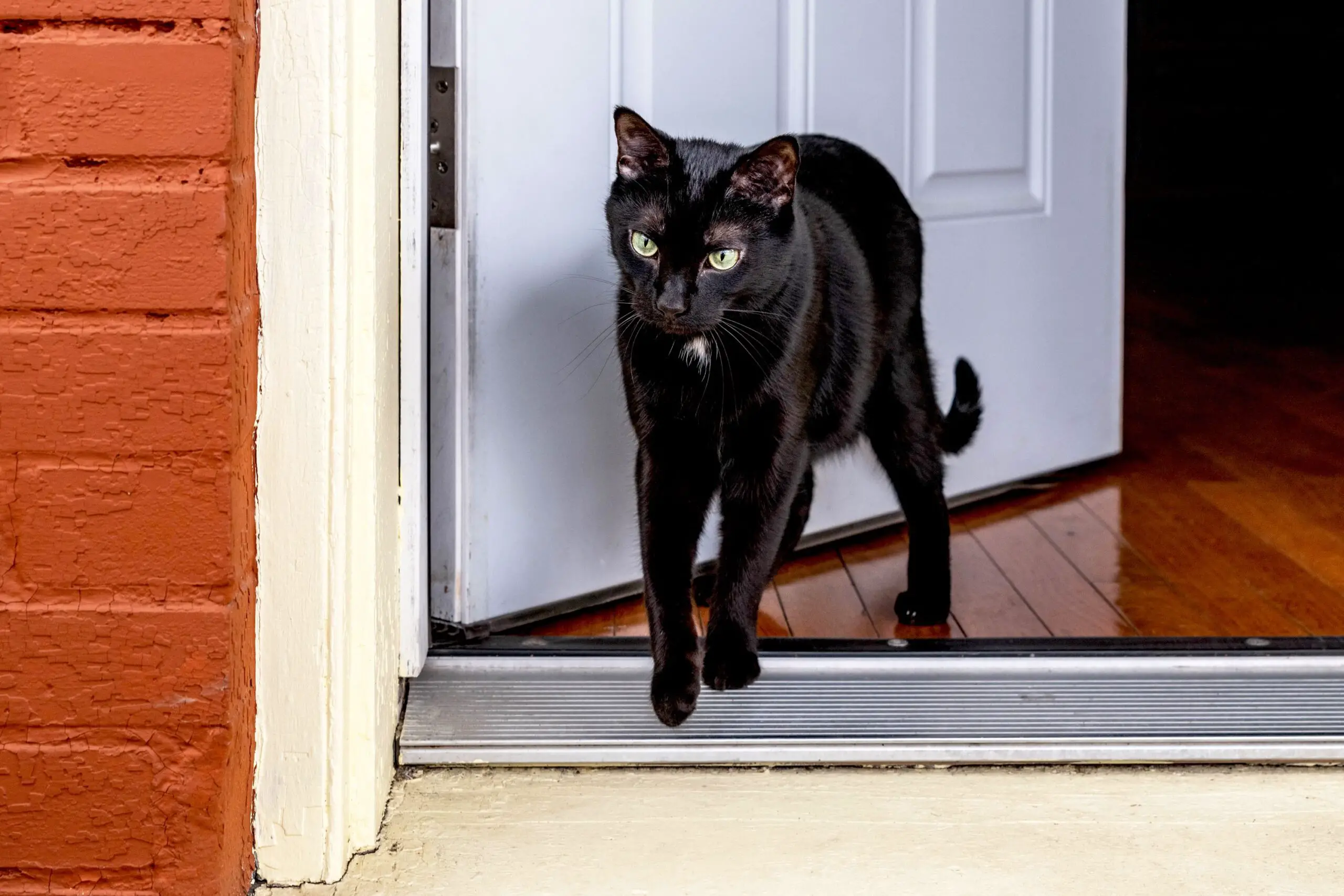 How to Stop Cats from Opening Doors?