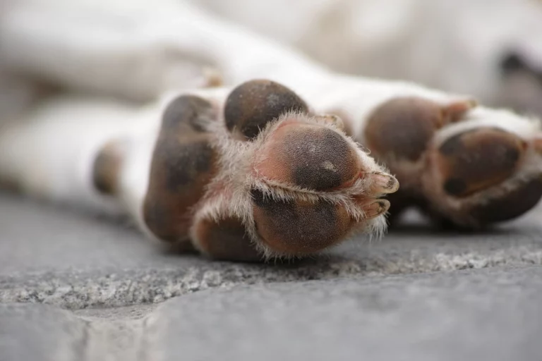 Why Are My Dog’s Paws Reddish Brown? Unraveling the Mystery