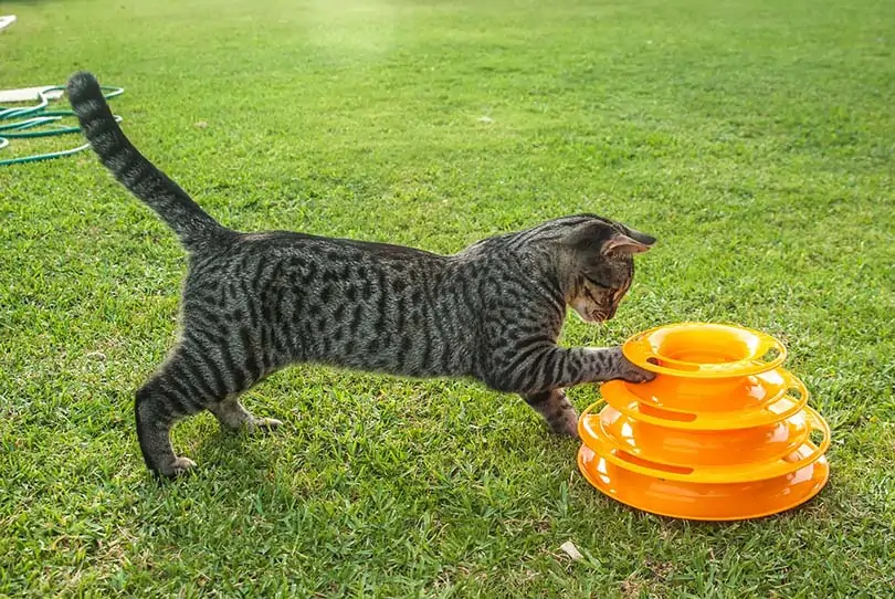 Cat playing outdoors
