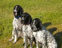 Three Auvergne Pointers together on grass.