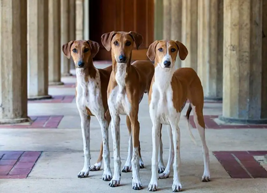 Three Azawakhs standing next to each other.